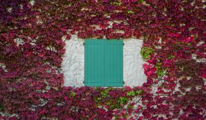 Preview wallpaper window, shutters, leaves, vine