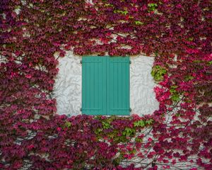 Preview wallpaper window, shutters, leaves, vine