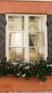 Preview wallpaper windows, flowers, facade, shutters