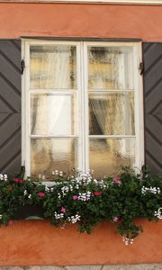 Preview wallpaper windows, flowers, facade, shutters