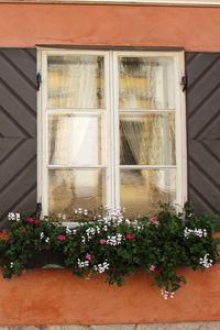 Preview wallpaper windows, flowers, facade, shutters