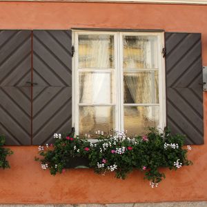 Preview wallpaper windows, flowers, facade, shutters