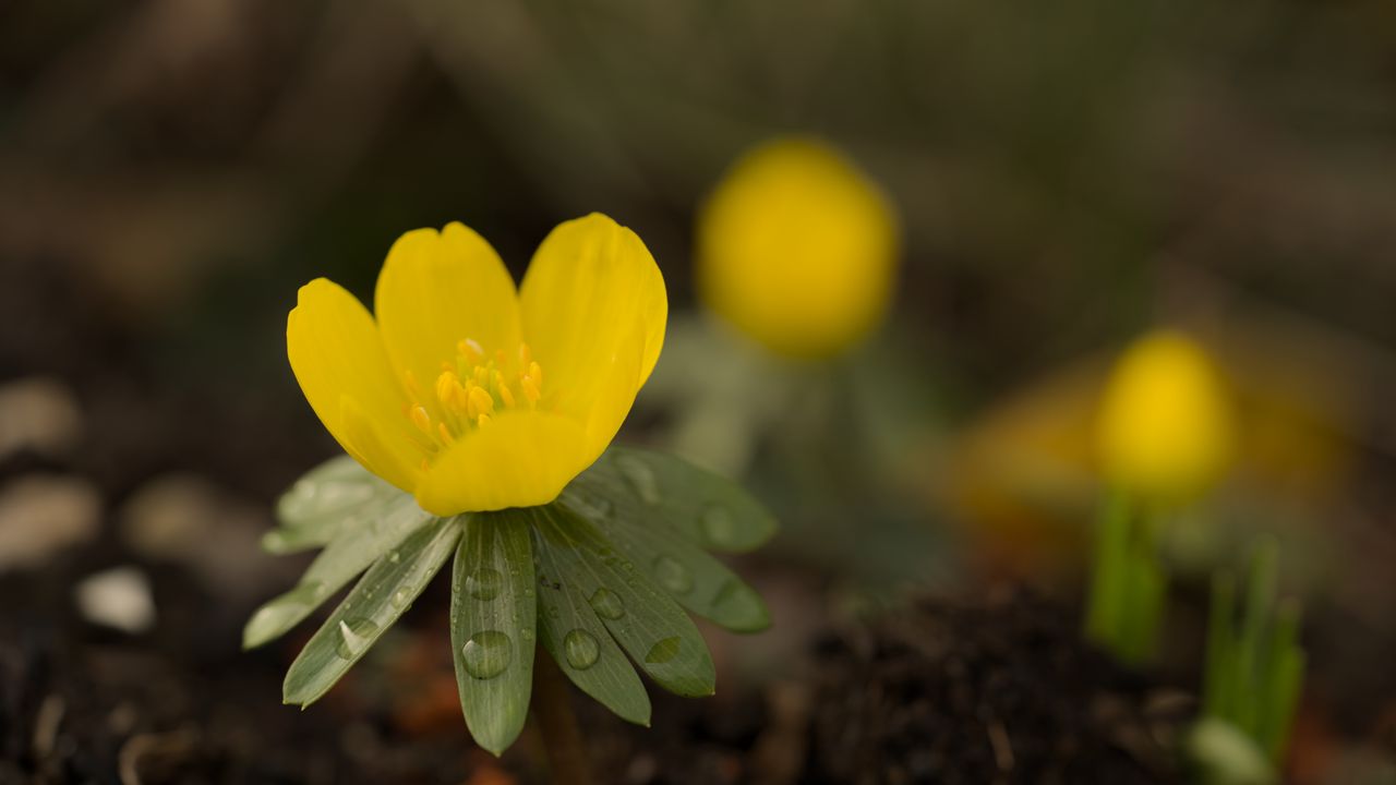 Wallpaper winter aconite, aconite, flower, petals, drops, spring