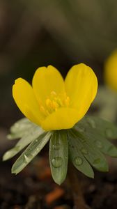 Preview wallpaper winter aconite, aconite, flower, petals, drops, spring