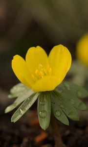 Preview wallpaper winter aconite, aconite, flower, petals, drops, spring