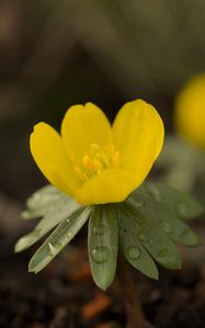 Preview wallpaper winter aconite, aconite, flower, petals, drops, spring