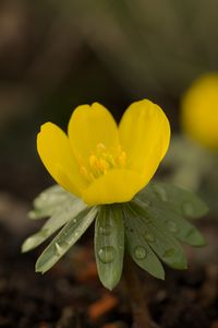 Preview wallpaper winter aconite, aconite, flower, petals, drops, spring