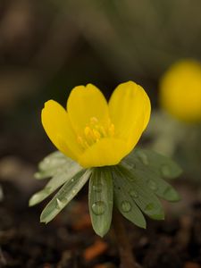 Preview wallpaper winter aconite, aconite, flower, petals, drops, spring