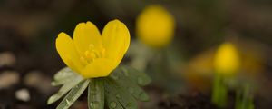 Preview wallpaper winter aconite, aconite, flower, petals, drops, spring