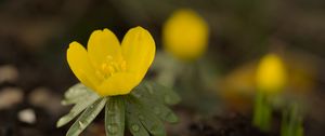 Preview wallpaper winter aconite, aconite, flower, petals, drops, spring