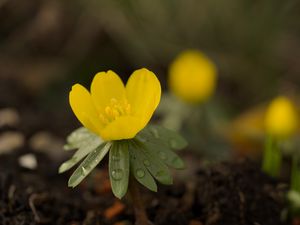 Preview wallpaper winter aconite, aconite, flower, petals, drops, spring