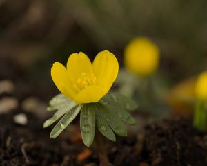 Preview wallpaper winter aconite, aconite, flower, petals, drops, spring