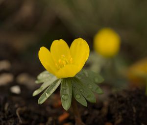 Preview wallpaper winter aconite, aconite, flower, petals, drops, spring