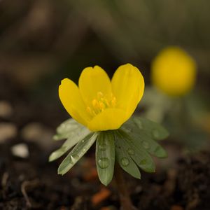 Preview wallpaper winter aconite, aconite, flower, petals, drops, spring