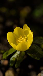 Preview wallpaper winter aconite, flower, petals, macro, yellow