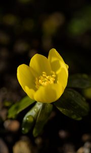 Preview wallpaper winter aconite, flower, petals, macro, yellow