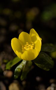 Preview wallpaper winter aconite, flower, petals, macro, yellow