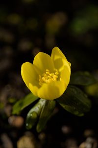 Preview wallpaper winter aconite, flower, petals, macro, yellow