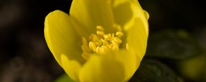 Preview wallpaper winter aconite, flower, petals, macro, yellow