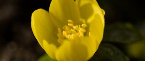 Preview wallpaper winter aconite, flower, petals, macro, yellow