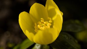 Preview wallpaper winter aconite, flower, petals, macro, yellow