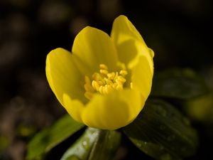 Preview wallpaper winter aconite, flower, petals, macro, yellow