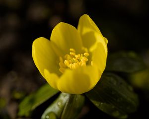 Preview wallpaper winter aconite, flower, petals, macro, yellow