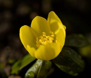 Preview wallpaper winter aconite, flower, petals, macro, yellow