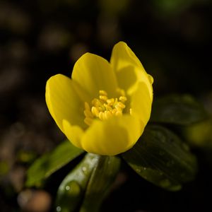 Preview wallpaper winter aconite, flower, petals, macro, yellow