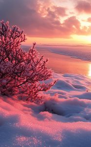 Preview wallpaper winter, beach, snow, bush, sea