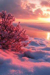 Preview wallpaper winter, beach, snow, bush, sea