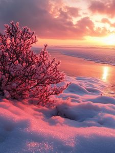 Preview wallpaper winter, beach, snow, bush, sea
