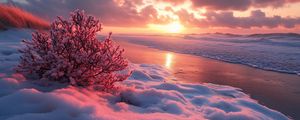 Preview wallpaper winter, beach, snow, bush, sea