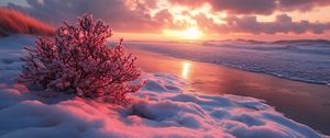 Preview wallpaper winter, beach, snow, bush, sea