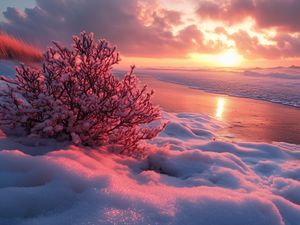 Preview wallpaper winter, beach, snow, bush, sea