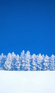 Preview wallpaper winter, blue, white, sky, pure, trees