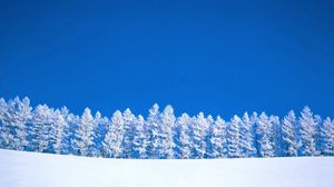 Preview wallpaper winter, blue, white, sky, pure, trees