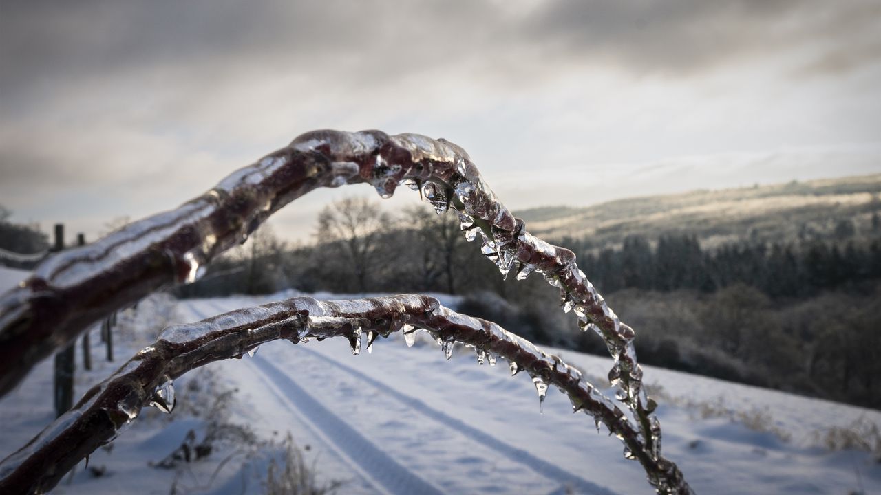 Wallpaper winter, branches, ice, snow