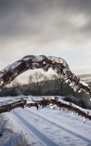 Preview wallpaper winter, branches, ice, snow