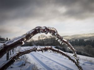 Preview wallpaper winter, branches, ice, snow