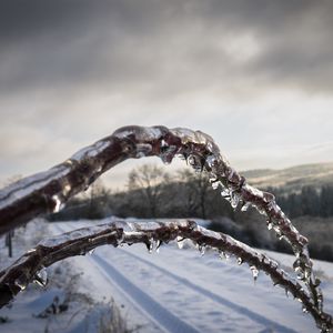 Preview wallpaper winter, branches, ice, snow