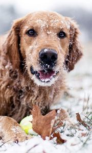 Preview wallpaper winter, dog, snow