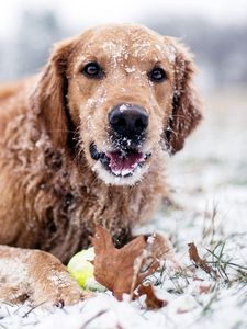 Preview wallpaper winter, dog, snow