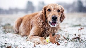 Preview wallpaper winter, dog, snow