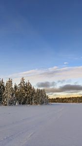 Preview wallpaper winter, field, spruces, snow, clouds, nature