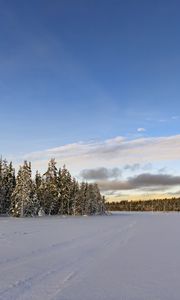 Preview wallpaper winter, field, spruces, snow, clouds, nature