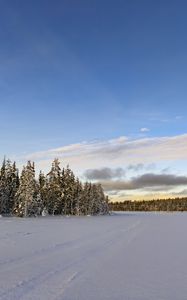 Preview wallpaper winter, field, spruces, snow, clouds, nature