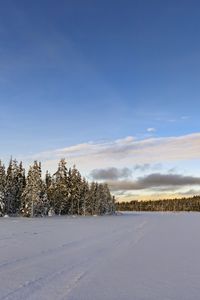 Preview wallpaper winter, field, spruces, snow, clouds, nature