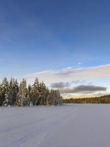 Preview wallpaper winter, field, spruces, snow, clouds, nature