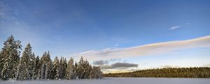 Preview wallpaper winter, field, spruces, snow, clouds, nature